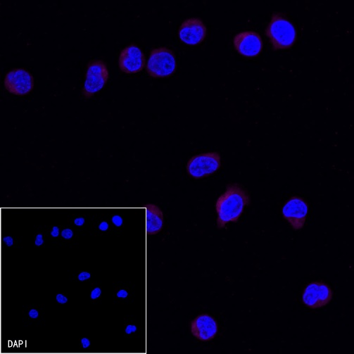 CD99 Recombinant Rabbit mAb (Alexa Fluor® 647 Conjugate) (S-R122)