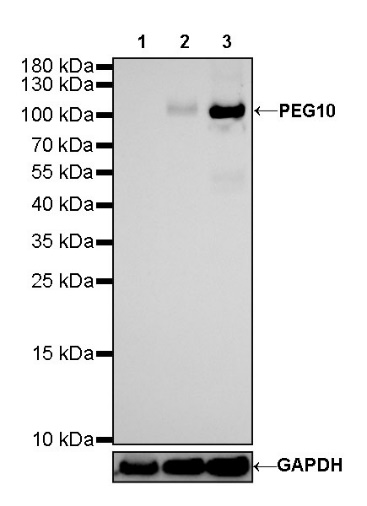 PEG10 Recombinant Rabbit mAb (SDT-442-60)