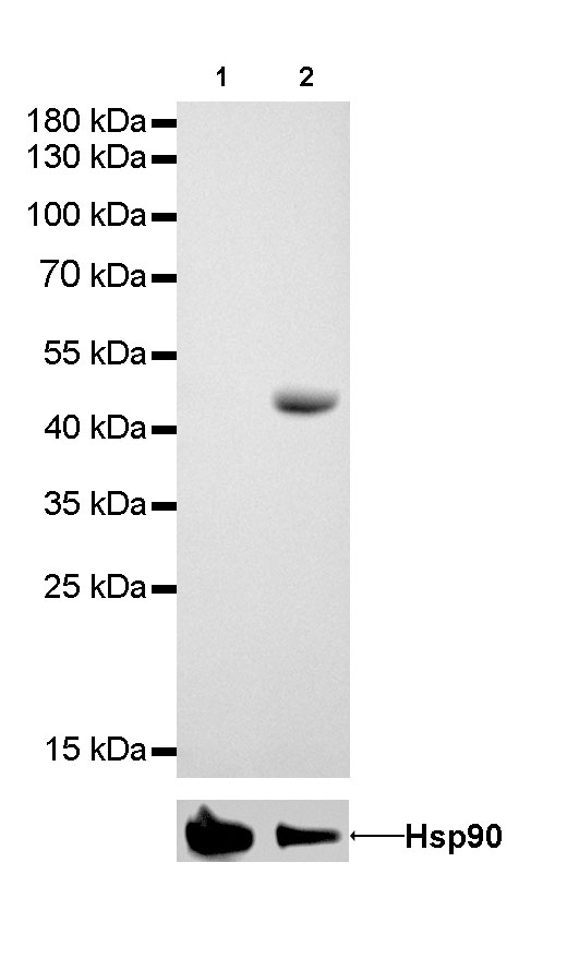 NSE Recombinant Rabbit mAb (SDT-004-100)