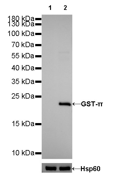 GST-π Recombinant Rabbit mAb (SDT-R054)