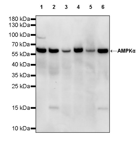 AMPKα Recombinant Rabbit mAb (S-784-68)