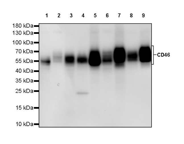 CD46 Recombinant Rabbit mAb (S-668-119)