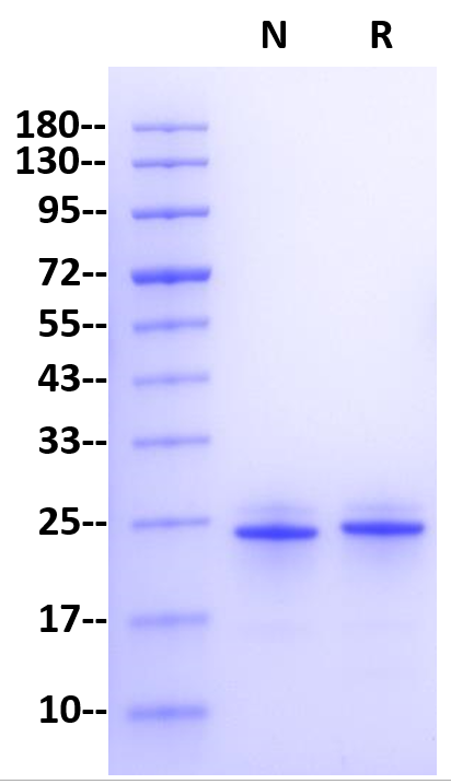 FGF-21 Protein, Human
