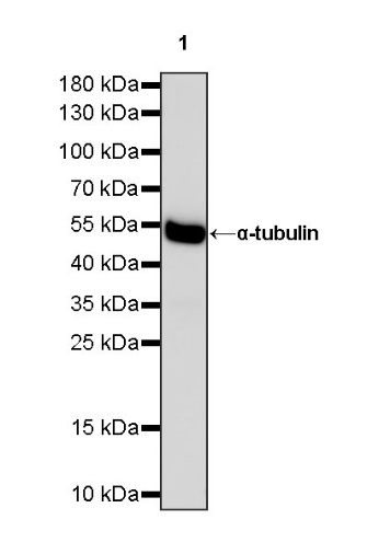 Goat Anti-Mouse lgG (H+L) (min X Hu, Bov Sr Prot) (HRP Conjugate)