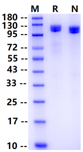 Biotinylated VEGFR3/FLT4 His&Avi Tag Protein, Human