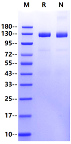 Klotho β Protein, Human