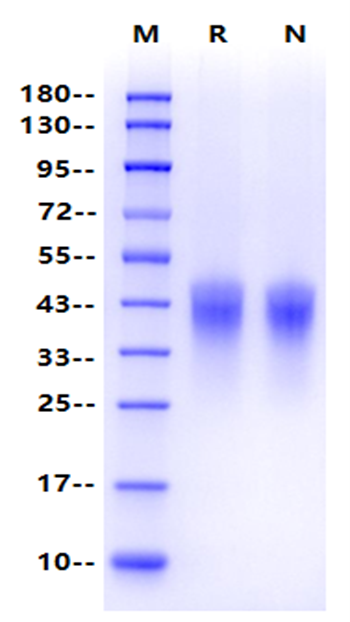 MDL-1 /CLEC5A His Tag Protein, Human