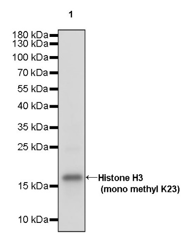Histone H3 (mono methyl K23) Recombinant Rabbit mAb (S-R413)