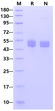 RENIN His Tag Protein, Mouse