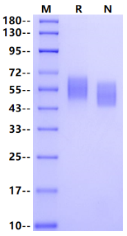 Siglec-7 His Tag Protein, Human