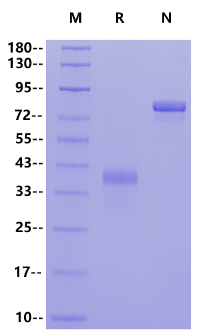 MUC-1(116-173) Fc Chimera Protein, Human