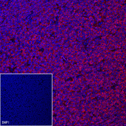 Goat Anti-Mouse lgG (H+L) (min X Hu, Bov Sr Prot) (Alexa Fluor® 594 Conjugate)