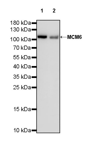 MCM6 Recombinant Rabbit mAb (S-899-23)