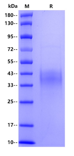 Human IL-12A, His tag