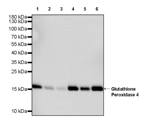 Glutathione Peroxidase 4 Recombinant Rabbit mAb (S-965-24)