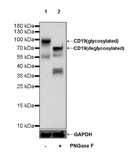 CD19 Mouse mAb (SDT-1039-46)