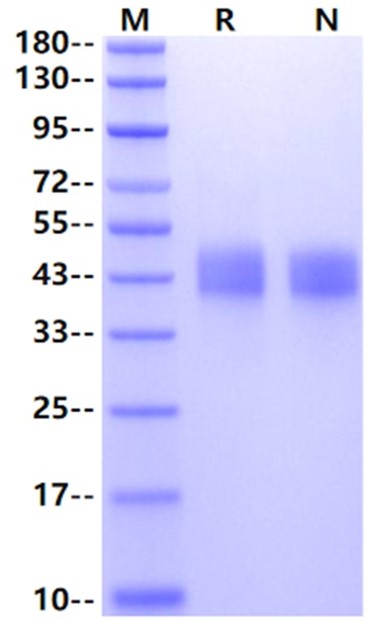 CD48 His Tag Protein, Mouse