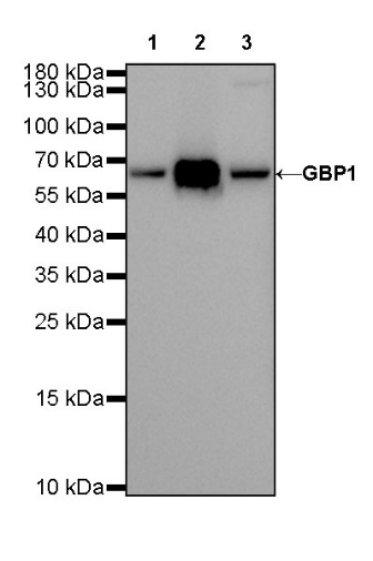 GBP1 Recombinant Rat mAb (S-R186)