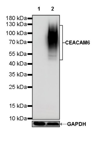 CEACAM6 Recombinant Rabbit mAb (S-720-54)