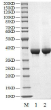 USP2 Protein