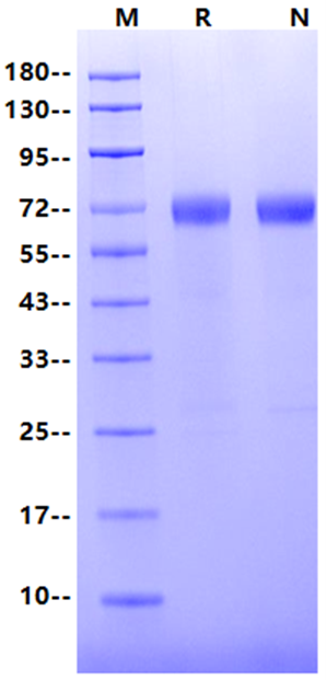 MMP-8 His Tag Protein, Cynomolgus