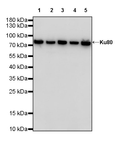 Ku80 Recombinant Rabbit mAb (S-R226)