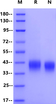 LILRB4/CD85k/ILT3 His Tag Protein, Mouse
