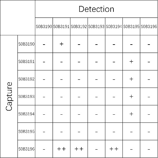ASFV p30 Recombinant Rabbit mAb (SDT-637-34-1)