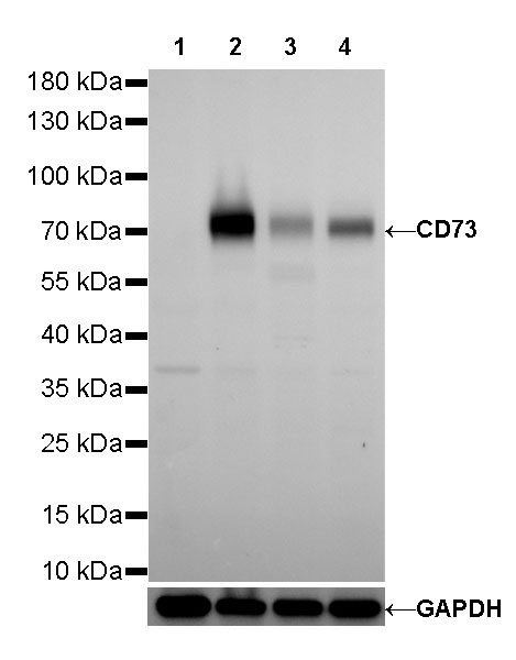 CD73 Recombinant Rabbit mAb (SDT-218-52)