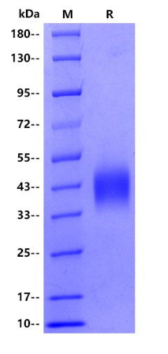 Human CD200, His tag