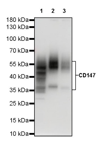 CD147 Recombinant Rabbit mAb (SDT-681-18)