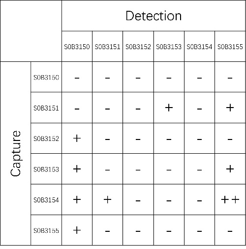 TRF Recombinant Rabbit mAb (SDT-613-62-2)