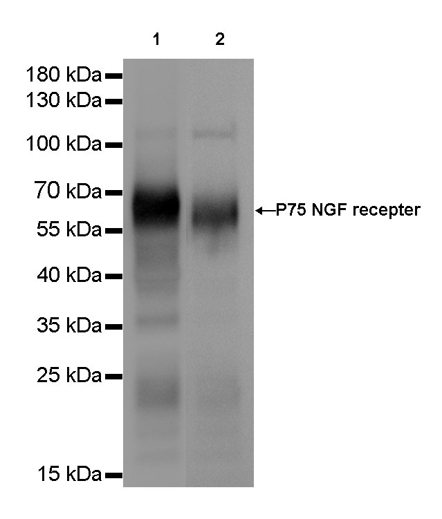 p75 NGF Receptor Recombinant Rabbit mAb(SDT-055-42)