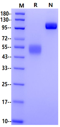 CD83 Fc Chimera Protein, Mouse