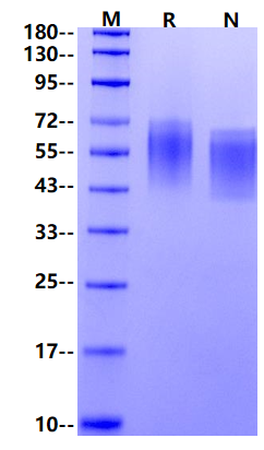 CD55/DAF His Tag Protein, Mouse