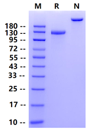 Biotinylated ACE2 Fc&Avi Tag Protein, Human