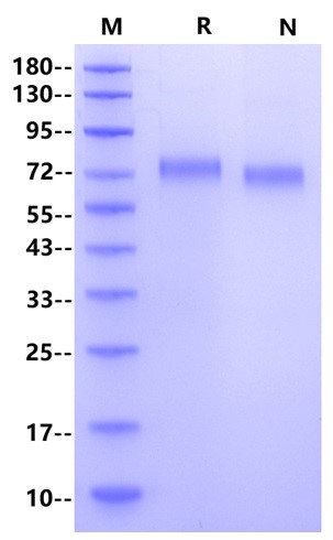 Siglec-5 His Tag Protein, Human