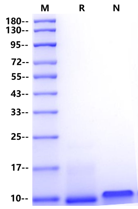 MDC/CCL22 Protein, Human