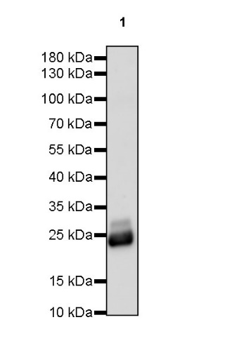 Goat Anti-Rabbit IgG (H+L) (min X Hu Sr Prot), HRP