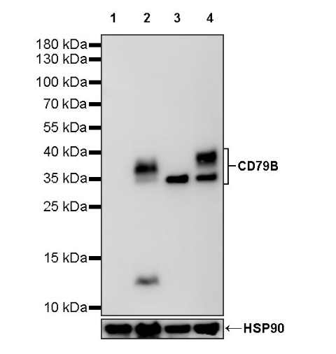 S-RMab® CD79B Recombinant Rabbit mAb (SDT-R513)