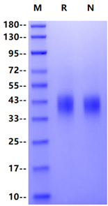 PD-L2/B7-DC His Tag Protein, Human