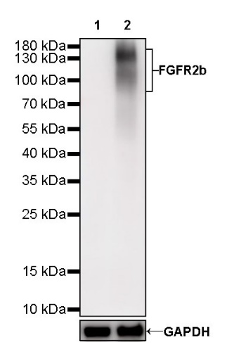 FGFR2b Recombinant Rabbit mAb (SDT-423-18)