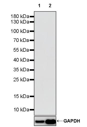 Invivo rat IgG2a isotype control, anti-trinitrophenol