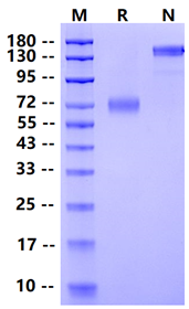 Biotinylated PD-L2 Fc&Avi Tag Protein, Human
