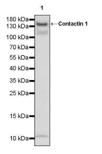 Contactin 1 Rabbit Polyclonal Antibody