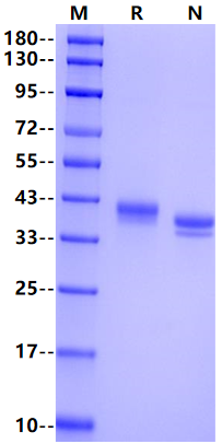 Nectin-4 His Tag Protein, Rat