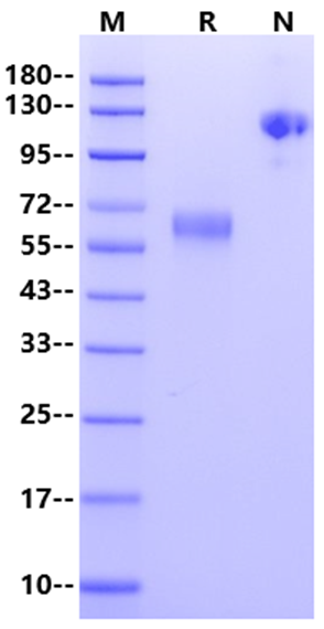 SLAMF7/CRACC/CD319 mFc Chimera Protein, Mouse