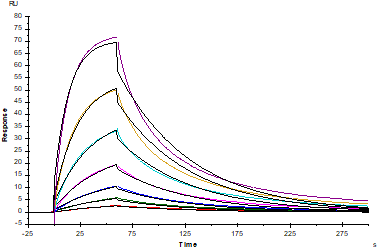 B7-2/CD86 Fc Chimera Protein, Human