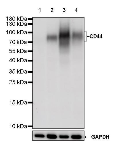 CD44 Mouse mAb (SDT-630-174)