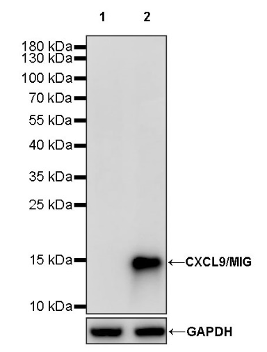 CXCL9/MIG Recombinant Rabbit mAb (S-1314-35)